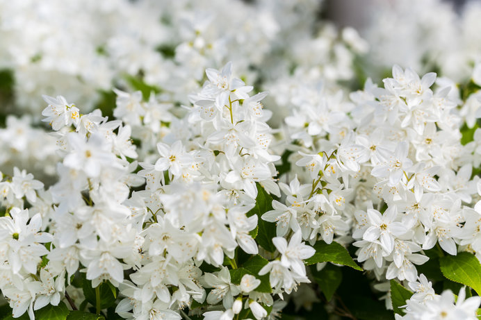 卯月 の語源は卯の花が咲く頃だから うと卯と兎と宇をめぐる旅 後編 ニコニコニュース