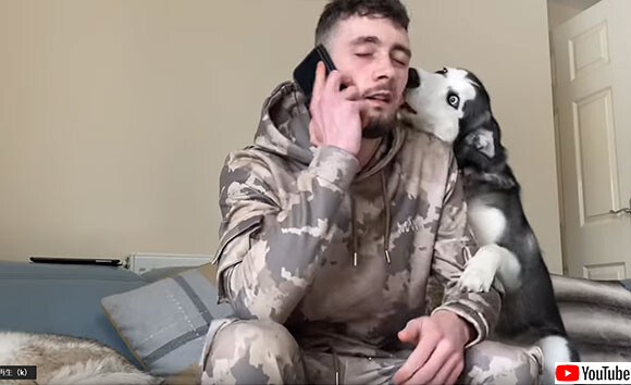 やきもち焼きのハスキー犬 飼い主の電話中 かまっての猛攻撃 ニコニコニュース