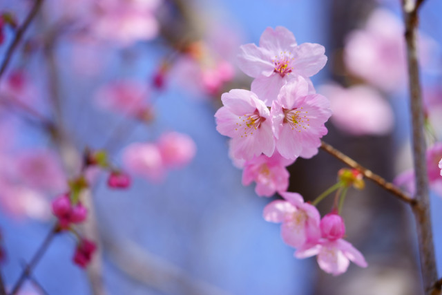 赤ちゃん名づけランキング 人気は男女とも 春 を感じる名前 3月生まれ ニコニコニュース