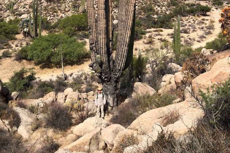 サボテンがどれくらい大きくなるか知ってる 人間と比較した写真に目を疑う ニコニコニュース