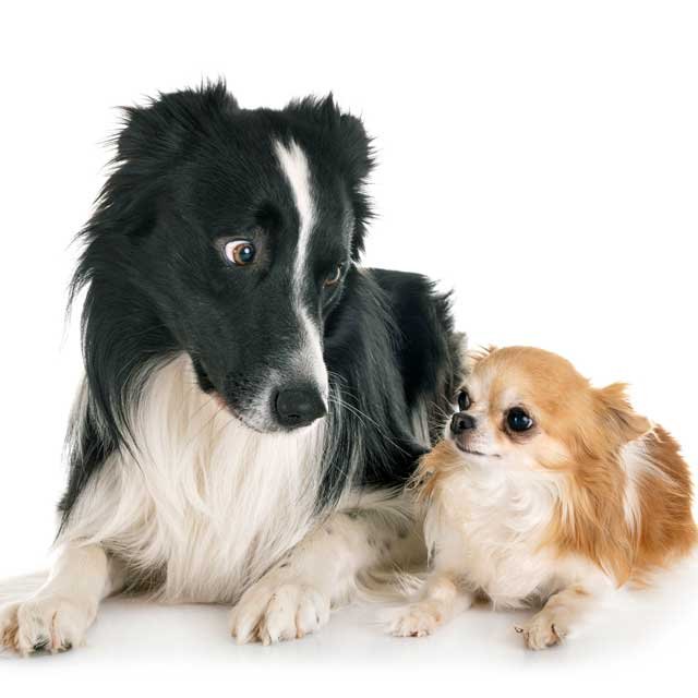 犬に吠えられる人の特徴とは 家庭犬訓練士に聞いてみた ニコニコニュース