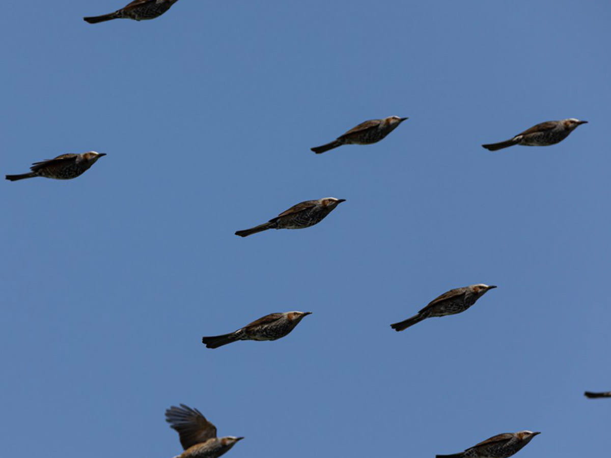 鳥の群れを撮影した写真に ４１万人が腹筋崩壊 吹いた すごい瞬間 ニコニコニュース