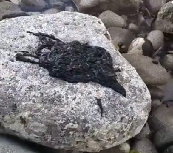 ヴェノム襲来 うごめく真っ黒な謎生物がビーチに打ち上げられる セントルシア 生物注意 ニコニコニュース