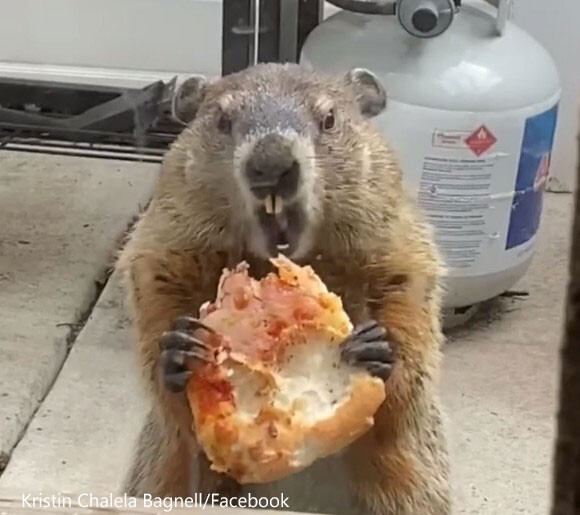 ピザうめぇ 2匹の犬に見せびらかしながらうまそうにピザを食べるウッドチャック アメリカ ニコニコニュース