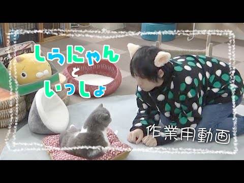 白井悠介 Youtuberデビュー 狂気を感じる 花江夏樹に対抗心メラメラ ニコニコニュース