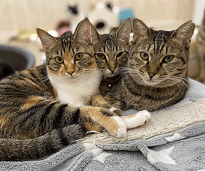 おうちで猫カフェを貸し切り 猫カフェの生配信がスタート ニコニコニュース