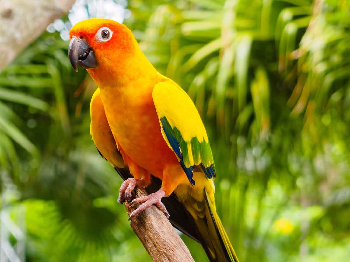 飼い主のハワイ旅行で１０日間置いてけぼりにされた インコ 帰国後の態度に ま マジ ニコニコニュース