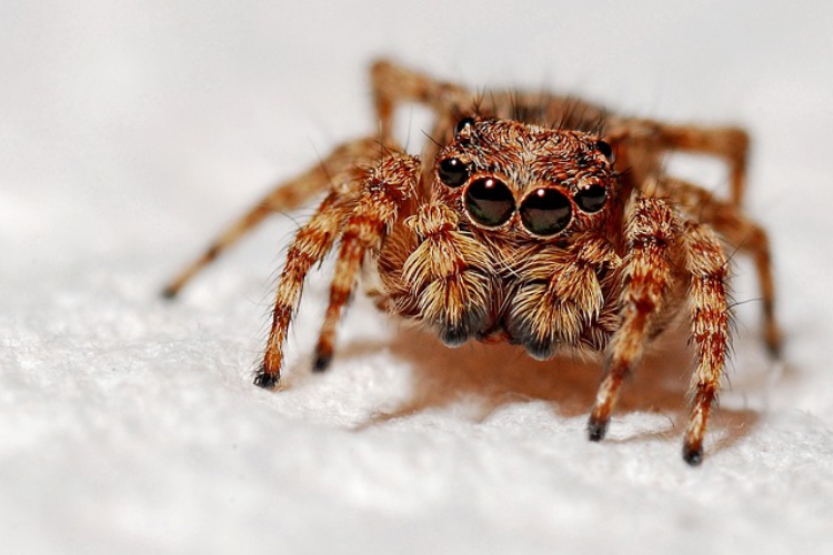 クモの目は宝石のように美しいって知ってる その目にある能力も解説 ニコニコニュース