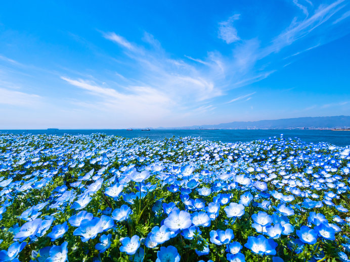 春から初夏の癒し ブルーの花々 あなたは何を思い浮かべますか ニコニコニュース