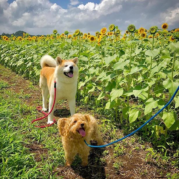 秋田犬とミックス犬の でこぼこコンビ に癒される 2匹の気ままな旅の写真がsnsで話題 ニコニコニュース