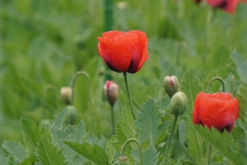 この花 麻薬の原料なんです ヤバい植物がいっぱい 東京都薬用植物園 の魅力 ニコニコニュース