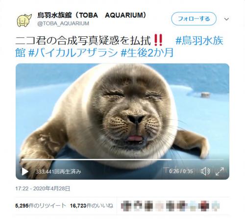 おっさん言うたんダレ 鳥羽水族館のバイカルアザラシの赤ちゃんが おっさん顔 で大人気 ニコニコニュース