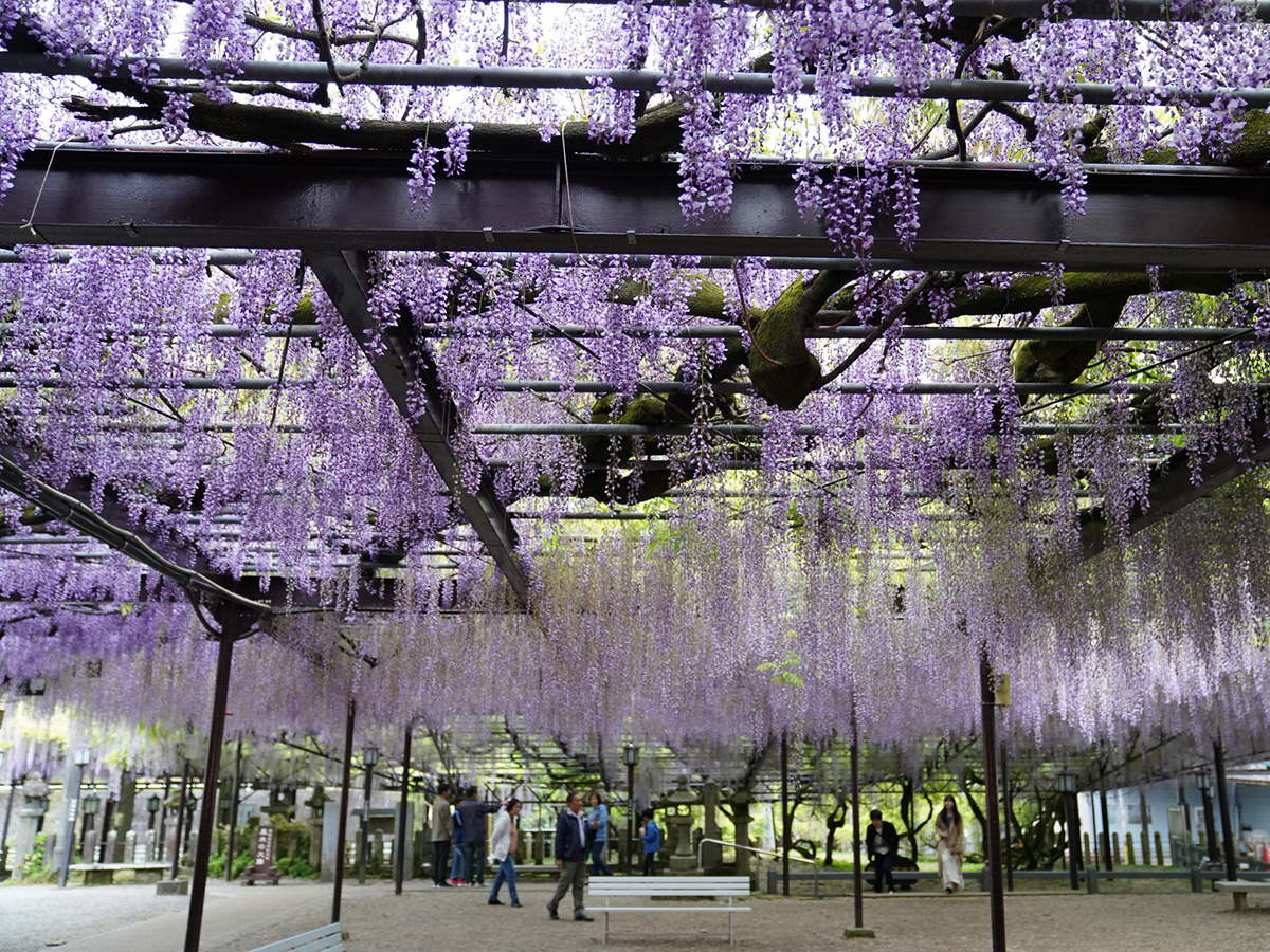 またか 樹齢６００年の藤の花が刈り取りへ 理由に憤りの声 ニコニコニュース