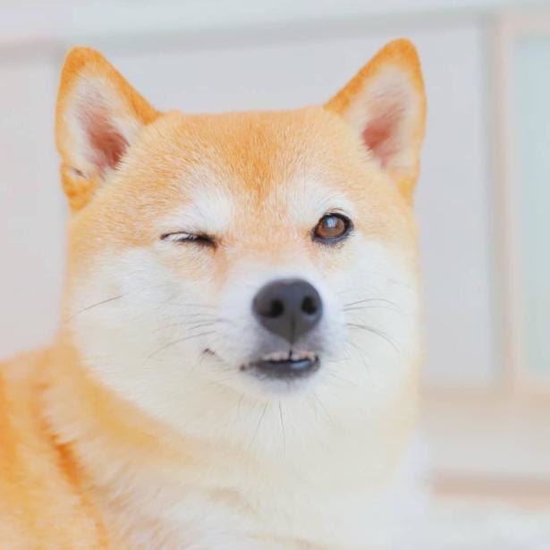 豆柴のウインクや笑顔 表情豊かな柴犬リリちゃんがかわいすぎる ニコニコニュース