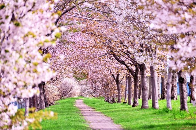 金沢 名古屋を 桜の道 で結びたい ある男が抱いた壮大な夢の物語 ニコニコニュース