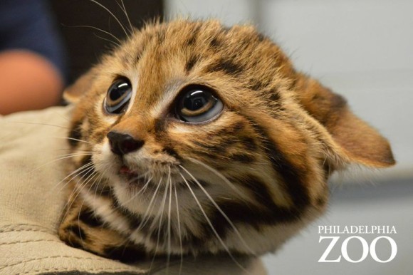 ニヤニヤが止まらない 世界最小クラスの猫 クロアシネコの赤ちゃんが一般公開に 米フィラデルフィア動物園 ニコニコニュース