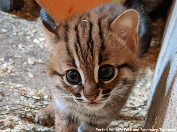 世界最小の猫種 サビイロネコ の赤ちゃんが生まれたよ イギリス ニコニコニュース