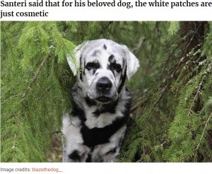 白斑のラブラドール レトリバー 1年前から黒と白のまだら模様に フィンランド ニコニコニュース