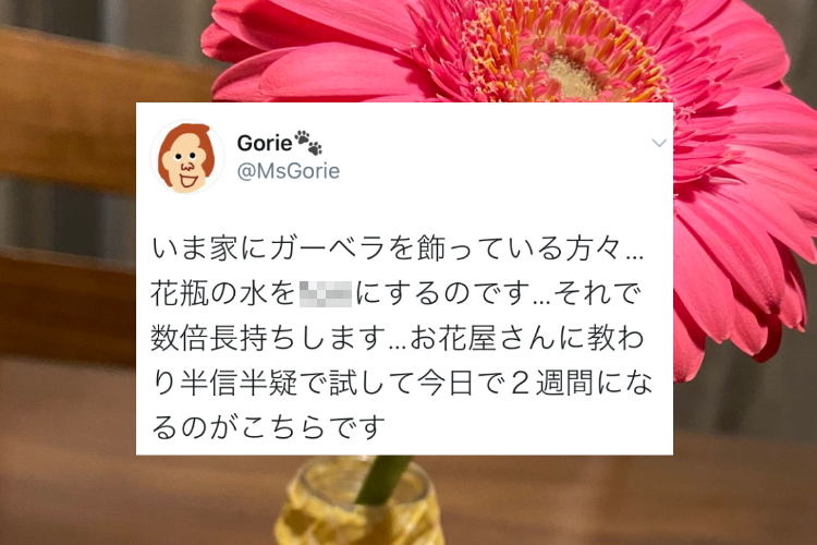 お花屋さんに教わったガーベラの飾り方を試したら 2週間経っても綺麗なままで凄い ニコニコニュース