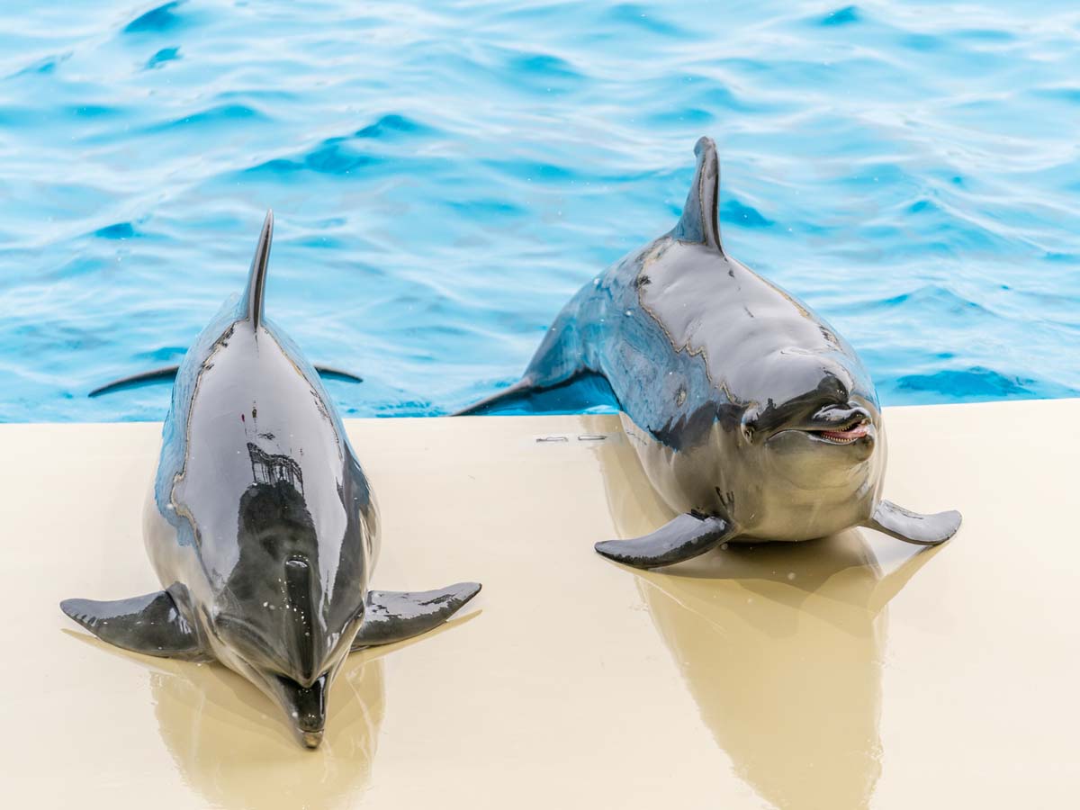 打ち上げられたイルカを 新江ノ島水族館のスタッフが救助 活躍に称賛の声 ニコニコニュース