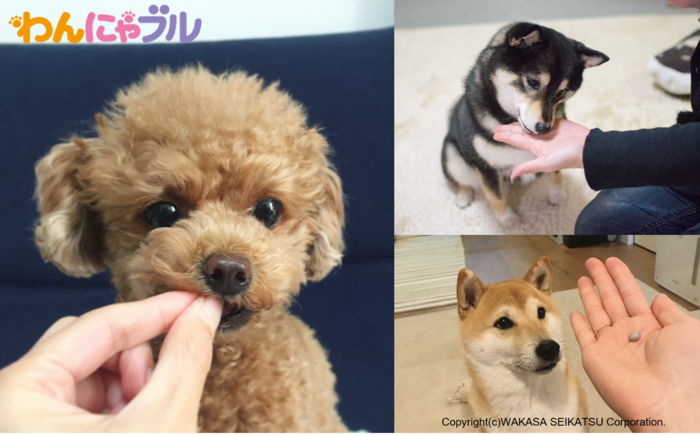 5月13日は 愛犬の日 わかさ生活ペットサプリメント わんにゃブル で大切なペットのアイケアを ニコニコニュース