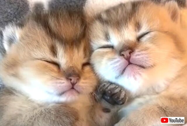 可愛い の代名詞といえばコレ キュートな子猫たちの寝顔にとことん癒される動画 ニコニコニュース