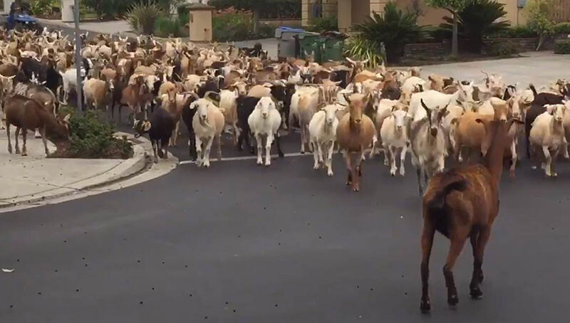 カリフォルニア州で山羊が大脱走 トルコでは羊が道路を大行進している事案 ニコニコニュース