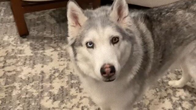あのハスキー犬ゼウスがまたやらかした 相棒のオヤツを取り上げている姿が目撃された ニコニコニュース