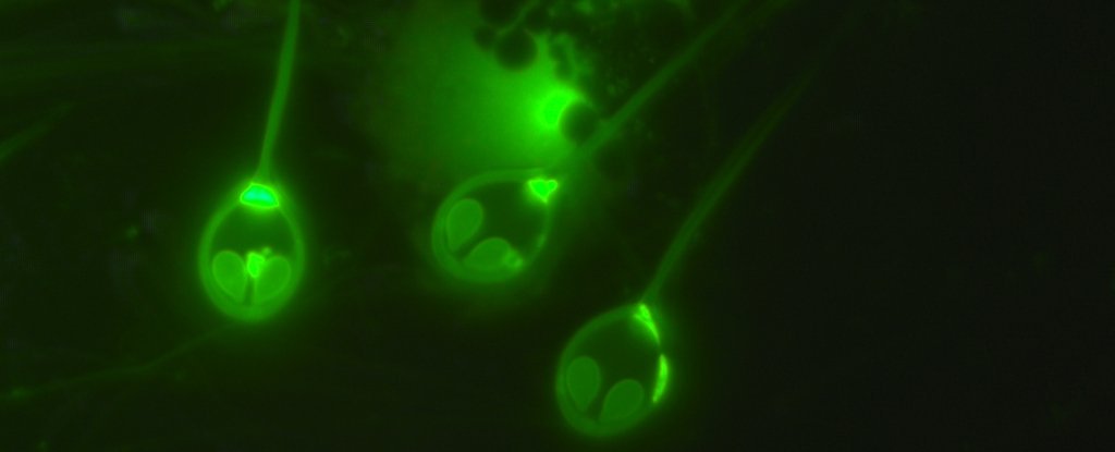 生きるために酸素を必要としない多細胞生物が初めて発見される イスラエル研究 ニコニコニュース