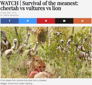 これぞ弱肉強食 チーターの獲物を奪ったハゲタカ ライオンに横取りされる 南ア ニコニコニュース