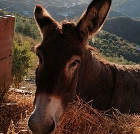 ロバも寂しかった コロナ緩和後 2か月ぶりに飼い主と再会 うれしくてむせび鳴き スペイン ニコニコニュース