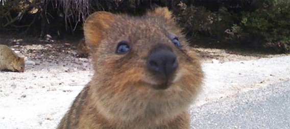 幸せそうな顔をさせたら世界一 オーストラリア固有種 クアッカワラビー ニコニコニュース