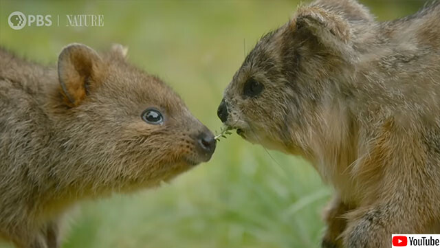 キュートな笑顔は世界一 クアッカワラビーの赤ちゃんを そっくりに偽装したスパイカメラで至近距離から観察したよ ニコニコニュース