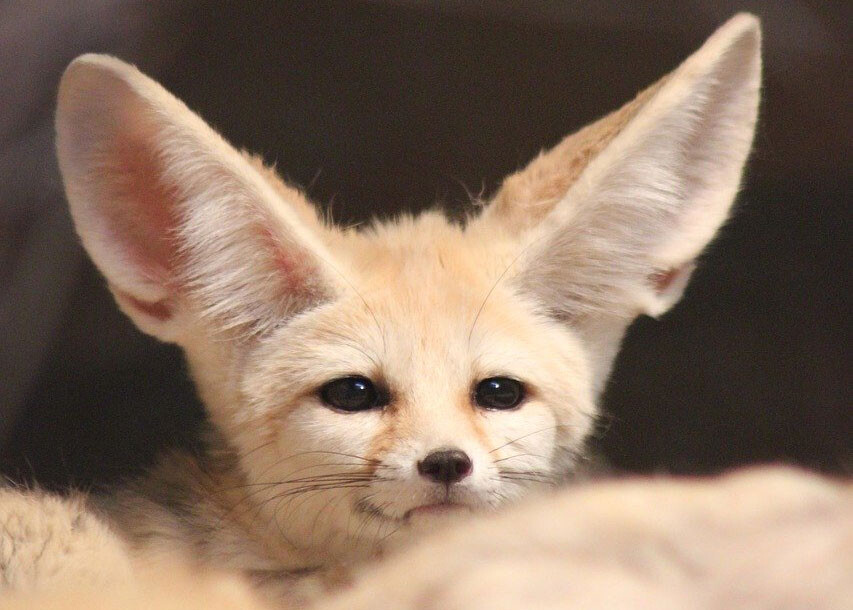 フェネックのかわいさ極まれり 飼い主さんの帰宅に大はしゃぎのフェネック ニコニコニュース