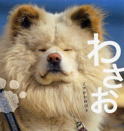 わさおに 志村園長と会えたかな コロナ死直後から体調崩し 愛されたブサかわ犬逝く ニコニコニュース