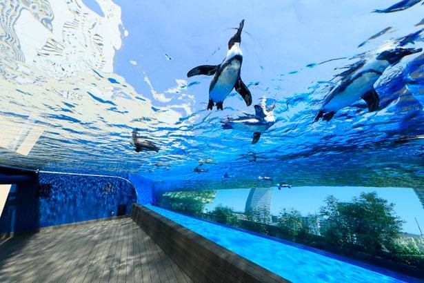 サンシャイン水族館の楽しみ方を徹底ガイド 天空のペンギン やおすすめのお土産情報を紹介 ニコニコニュース