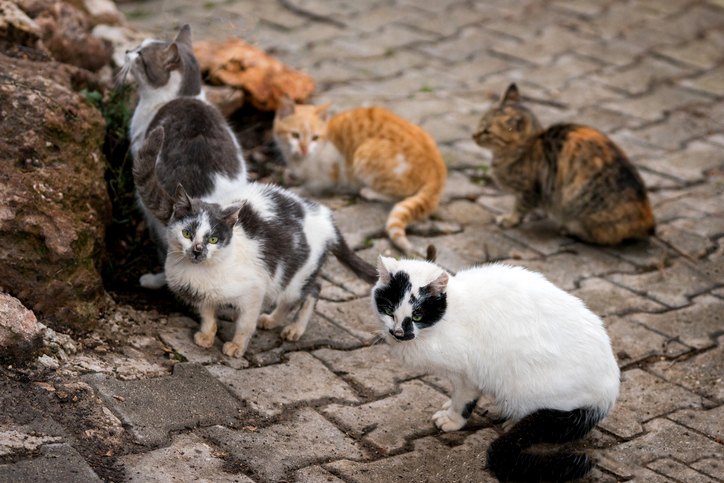 妻の猫に対する執着がすごすぎて離婚した夫婦の事例 シンガポール ニコニコニュース