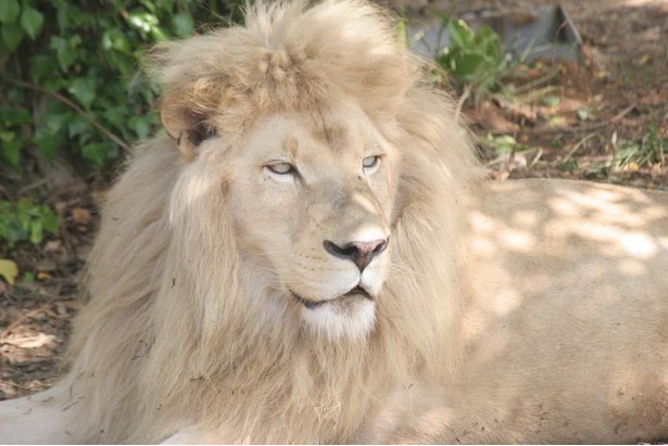 秋吉台自然動物公園 サファリランドでライオンやトラたちと接近 ワクワクする魅力を紹介 ニコニコニュース