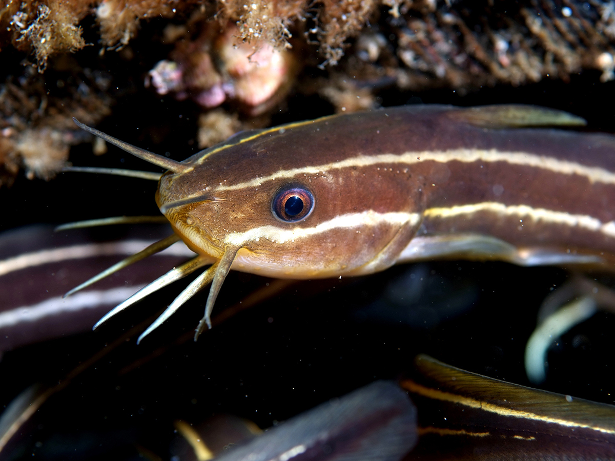 ゴンズイって知ってる 釣りや海水浴で ナマズ を見たら 毒のトゲに要注意 ニコニコニュース