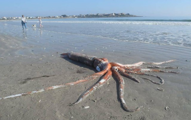 巨大なダイオウイカを海岸で発見 今にも動き出しそうなほど状態が良かった 南アフリカ ニコニコニュース