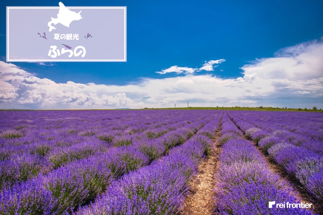 北海道の観光名所 富良野ラベンダー畑の人流 ニコニコニュース