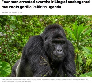 国立公園で人気者のマウンテンゴリラが殺害 密猟者4人を逮捕 ウガンダ ニコニコニュース