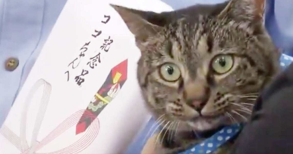 富山 用水路に倒れていた高齢男性を救出した猫に警察から感謝状が贈られる ニコニコニュース