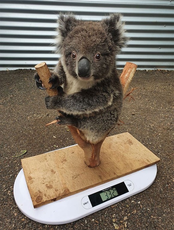 動物の体重ってどうやって測るの かわいすぎる動物たちの体重測定の様子を一挙公開 ニコニコニュース