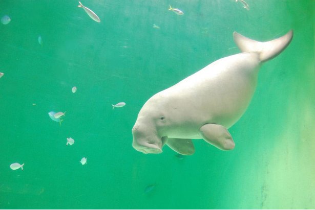 鳥羽水族館の楽しみ方完全ガイド 日本で唯一のジュゴンに会いに行こう ニコニコニュース