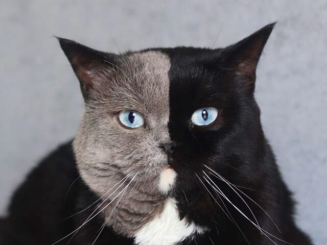 顔半分がグレーと黒の2色 激レアな模様を持つイギリス在住の猫 ナルニア の魅力に迫る ニコニコニュース