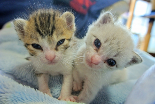 親戚宅で猫が多頭崩壊 野生に帰すしかないのでしょうか という地獄のような相談 ニコニコニュース