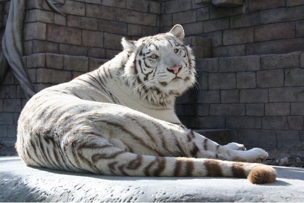 東武動物公園の楽しみ方をガイド 一日遊べるハイブリッドレジャーランド ニコニコニュース