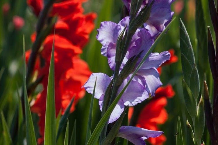 剣が名前の由来のグラジオラス その花言葉は恋人たちの秘密のやり取りからだった ニコニコニュース