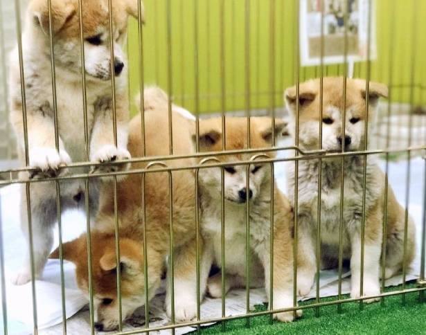 受付犬 や 密な仔犬 の秋田犬でも話題 秋田犬保存会 に教わる 秋田犬の魅力って ニコニコニュース